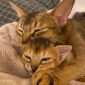 Абиссинские котята объявление Продам уменьшенное изображение 3