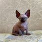 Канадский сфинкс котята-голенькие-с голубыми глазками объявление Продам уменьшенное изображение 1