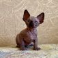 Канадский сфинкс котята-голенькие-с голубыми глазками объявление Продам уменьшенное изображение 2