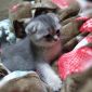 Шотландские котята (серебристые шиншиллы) объявление Продам уменьшенное изображение 1