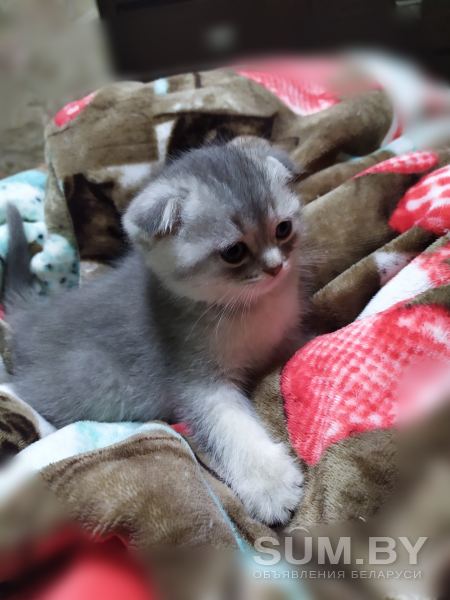 Шотландские котята (серебристые шиншиллы) объявление Продам уменьшенное изображение 
