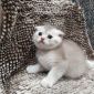 Шотландские котята (серебристые шиншиллы) объявление Продам уменьшенное изображение 6