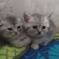 Шотландские котята (серебристые шиншиллы) объявление Продам уменьшенное изображение 5