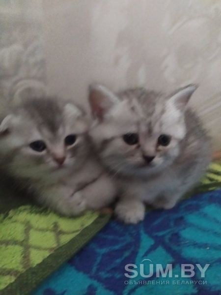 Шотландские котята (серебристые шиншиллы) объявление Продам уменьшенное изображение 