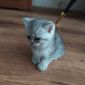 Шотландские котята (серебристые шиншиллы) объявление Продам уменьшенное изображение 4