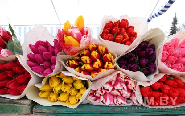 Продажа тюльпанов оптом от 100 шт. 1шт=2р торг уместен объявление Продам уменьшенное изображение 
