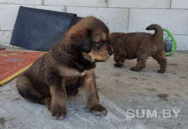 Продам щенка Тибетского мастифа объявление Продам уменьшенное изображение 