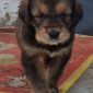 Продам щенка Тибетского мастифа объявление Продам уменьшенное изображение 3