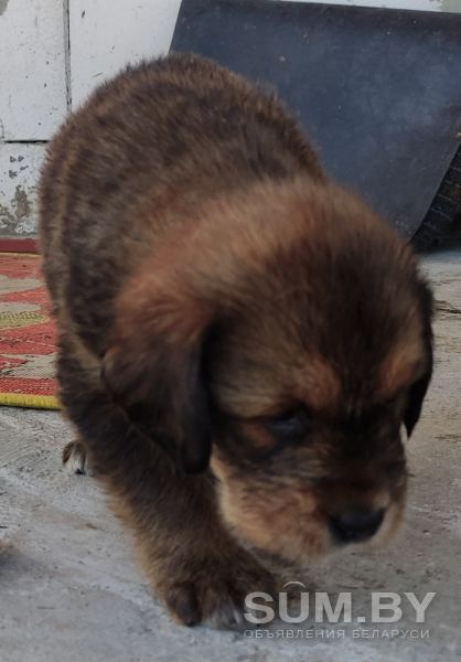 Продам щенка Тибетского мастифа объявление Продам уменьшенное изображение 