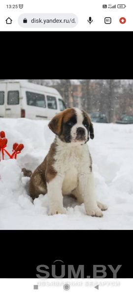 Очаровательные щенки сенбернара объявление Продам уменьшенное изображение 