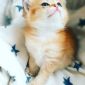 Золотая Шиншилла шотландские котята объявление Продам уменьшенное изображение 1