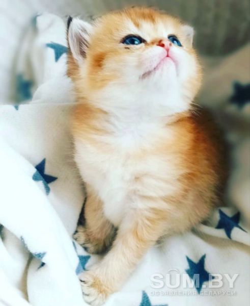 Золотая Шиншилла шотландские котята объявление Продам уменьшенное изображение 