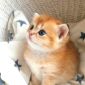 Золотая Шиншилла шотландские котята объявление Продам уменьшенное изображение 2