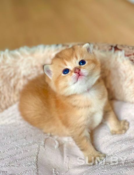 ЗОЛОТАЯ ШИНШИЛЛА шотландские котята объявление Продам уменьшенное изображение 