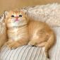 Золотая Шиншилла шотландский котёнок объявление Продам уменьшенное изображение 1