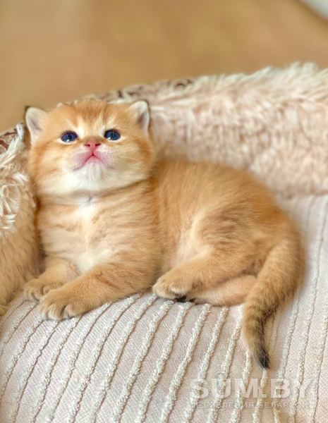 Золотая Шиншилла шотландский котёнок объявление Продам уменьшенное изображение 