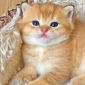 ЗОЛОТАЯ ШИНШИЛЛА шотландский котенок объявление Продам уменьшенное изображение 1