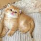 Шотландские котята Золотая Шиншилла объявление Продам уменьшенное изображение 1
