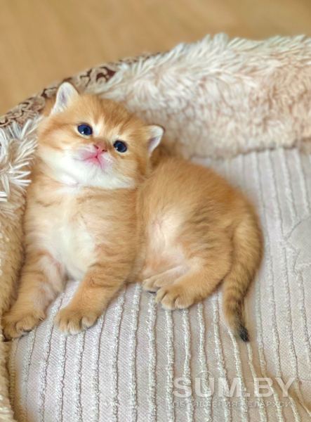 Шотландские котята Золотая Шиншилла объявление Продам уменьшенное изображение 