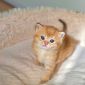 Шотландские котята Золотая Шиншилла объявление Продам уменьшенное изображение 2