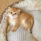 Шотландские котята Золотая Шиншилла объявление Продам уменьшенное изображение 3