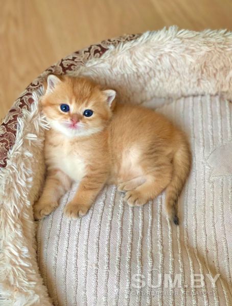 Шотландские котята Золотая Шиншилла объявление Продам уменьшенное изображение 