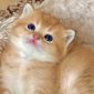 Шотландские котята Золотая Шиншилла объявление Продам уменьшенное изображение 4