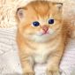 Золотая шиншилла Шотландский котенок объявление Продам уменьшенное изображение 1
