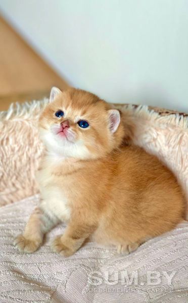 Золотая шиншилла Шотландский котенок объявление Продам уменьшенное изображение 