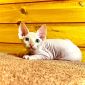 Канадский сфинкс котята-голенькие с голубыми глазками- объявление Продам уменьшенное изображение 4