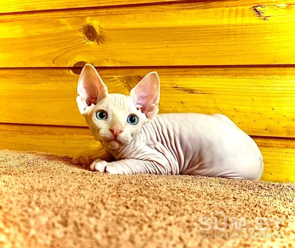 Канадский сфинкс котята-голенькие с голубыми глазками- объявление Продам уменьшенное изображение 