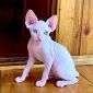 Канадский сфинкс котята-голенькие с голубыми глазками- объявление Продам уменьшенное изображение 3