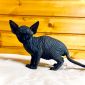 Канадский сфинкс котята-голенькие с голубыми глазками- объявление Продам уменьшенное изображение 6