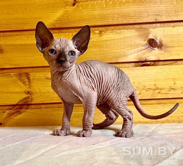Канадский сфинкс котята-голенькие с голубыми глазками- объявление Продам уменьшенное изображение 