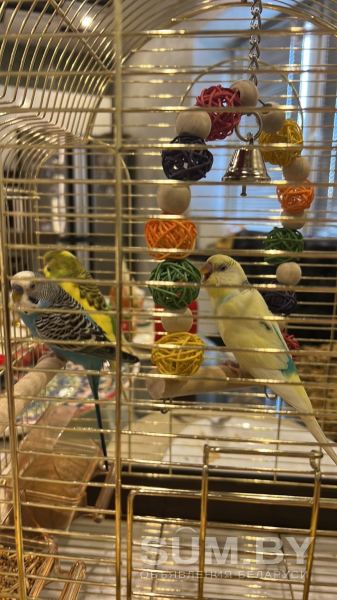 Продам двух волнистых попугаев салатового и желтого окраса вместе с клеткой(поильник +емкости для корма)