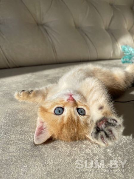 ЗОЛОТАЯ ШИНШИЛЛА шотландский котенок объявление Продам уменьшенное изображение 