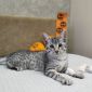 Египетская мау, котята объявление Продам уменьшенное изображение 4