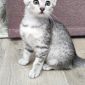 Египетская мау, котята объявление Продам уменьшенное изображение 5