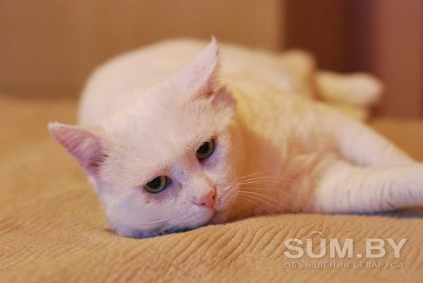 Белый кот в дар! объявление Продам уменьшенное изображение 