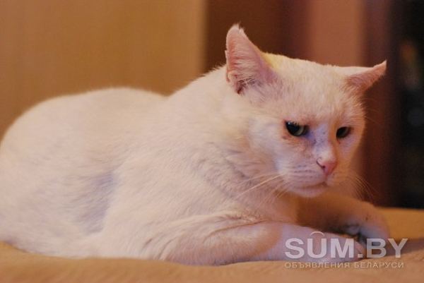 Белый кот в дар! объявление Продам уменьшенное изображение 