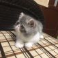 Экзотические короткошёрстные котята объявление Продам уменьшенное изображение 2