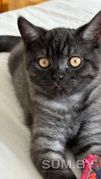 Шотландский кот объявление Продам уменьшенное изображение 