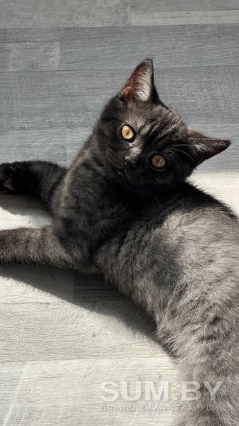 Шотландский кот объявление Продам уменьшенное изображение 