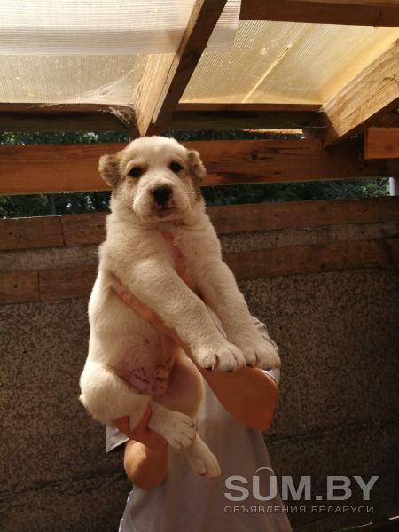Продам щенков алабая объявление Продам уменьшенное изображение 