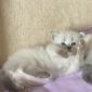 Невские Маскарадные котята из питомника объявление Продам уменьшенное изображение 2
