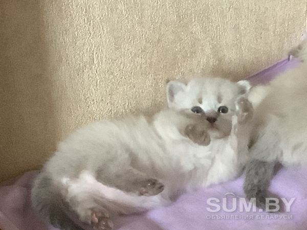 Невские Маскарадные котята из питомника объявление Продам уменьшенное изображение 
