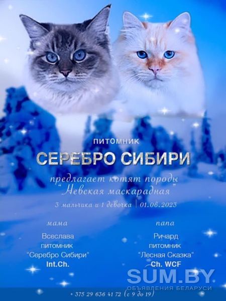 Невские Маскарадные котята из питомника объявление Продам уменьшенное изображение 