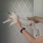 Сиамский котёнок современного типа объявление Продам уменьшенное изображение 3