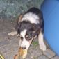 Найдена в ждановичах собака с ошейником триколор объявление Отдам даром уменьшенное изображение 1
