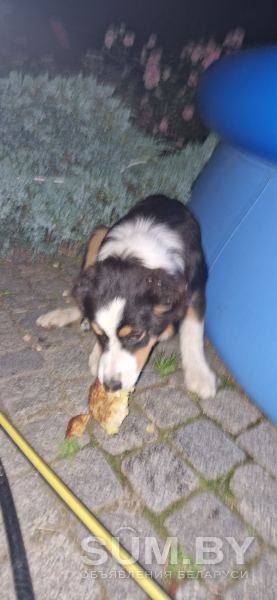 Найдена в ждановичах собака с ошейником триколор объявление Отдам даром уменьшенное изображение 